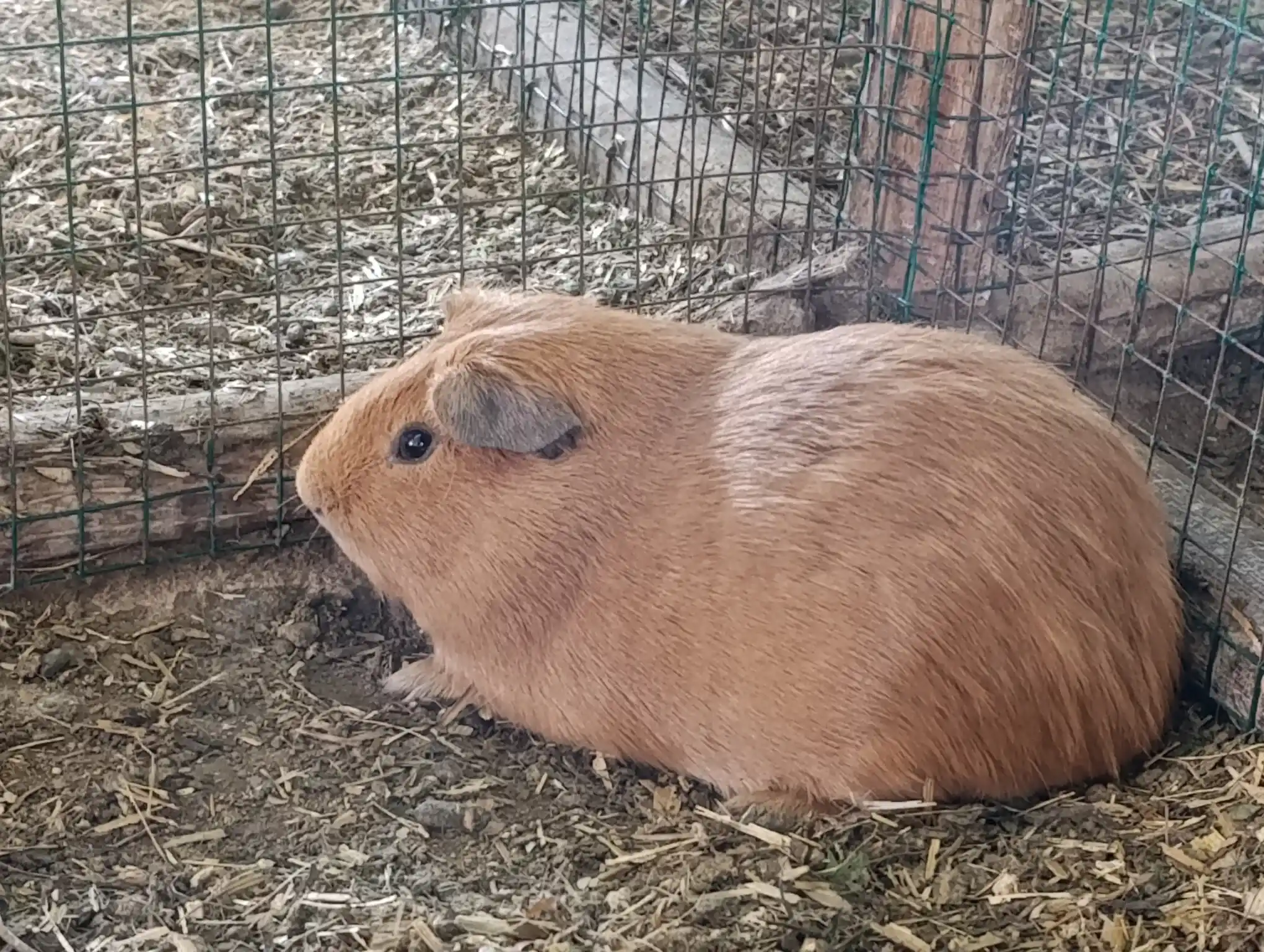 Cuyes de Raza Perú;Aycamicuy