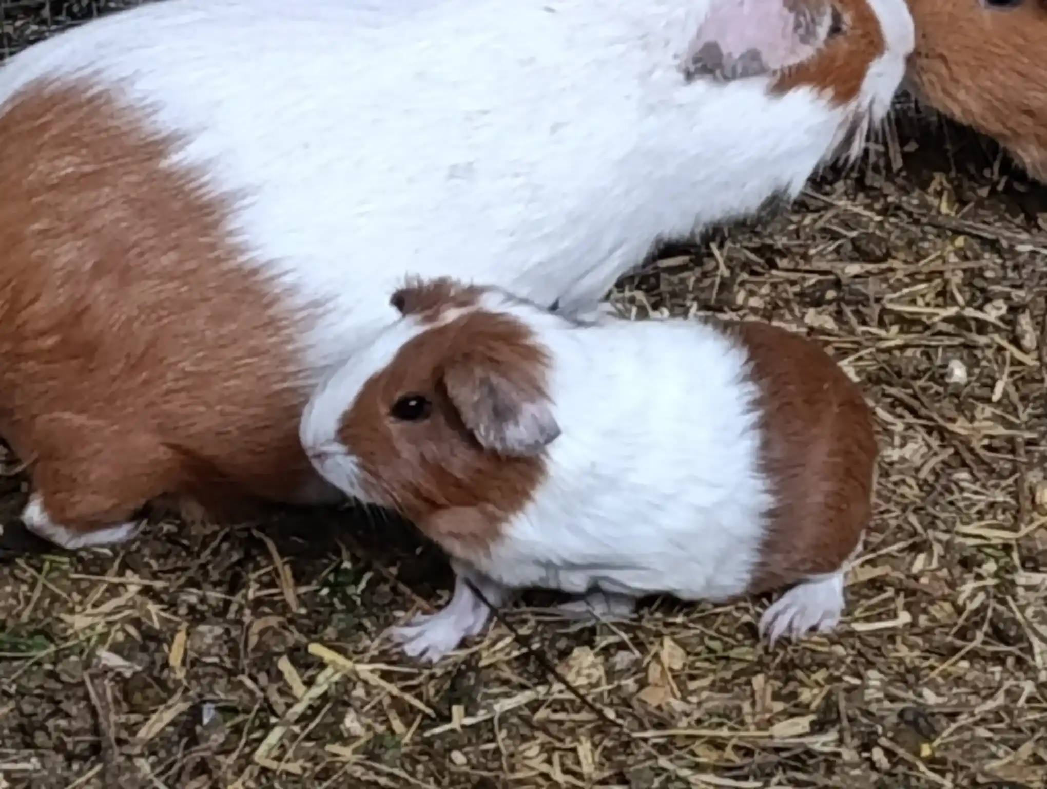 Cuyes de Raza Perú;Aycamicuy