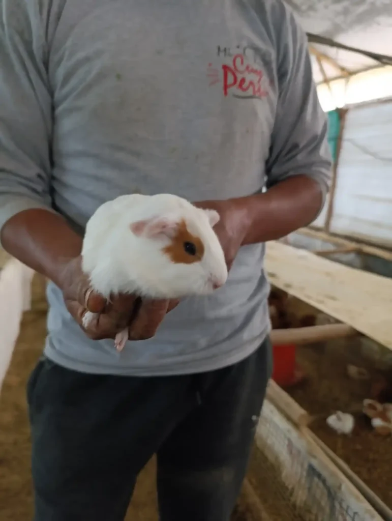 Cuyes de Raza Perú;Aycamicuy