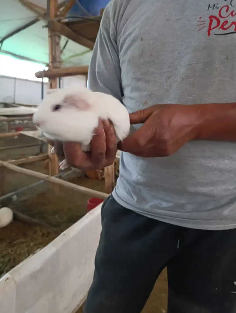 Cuyes de Raza Perú;Aycamicuy