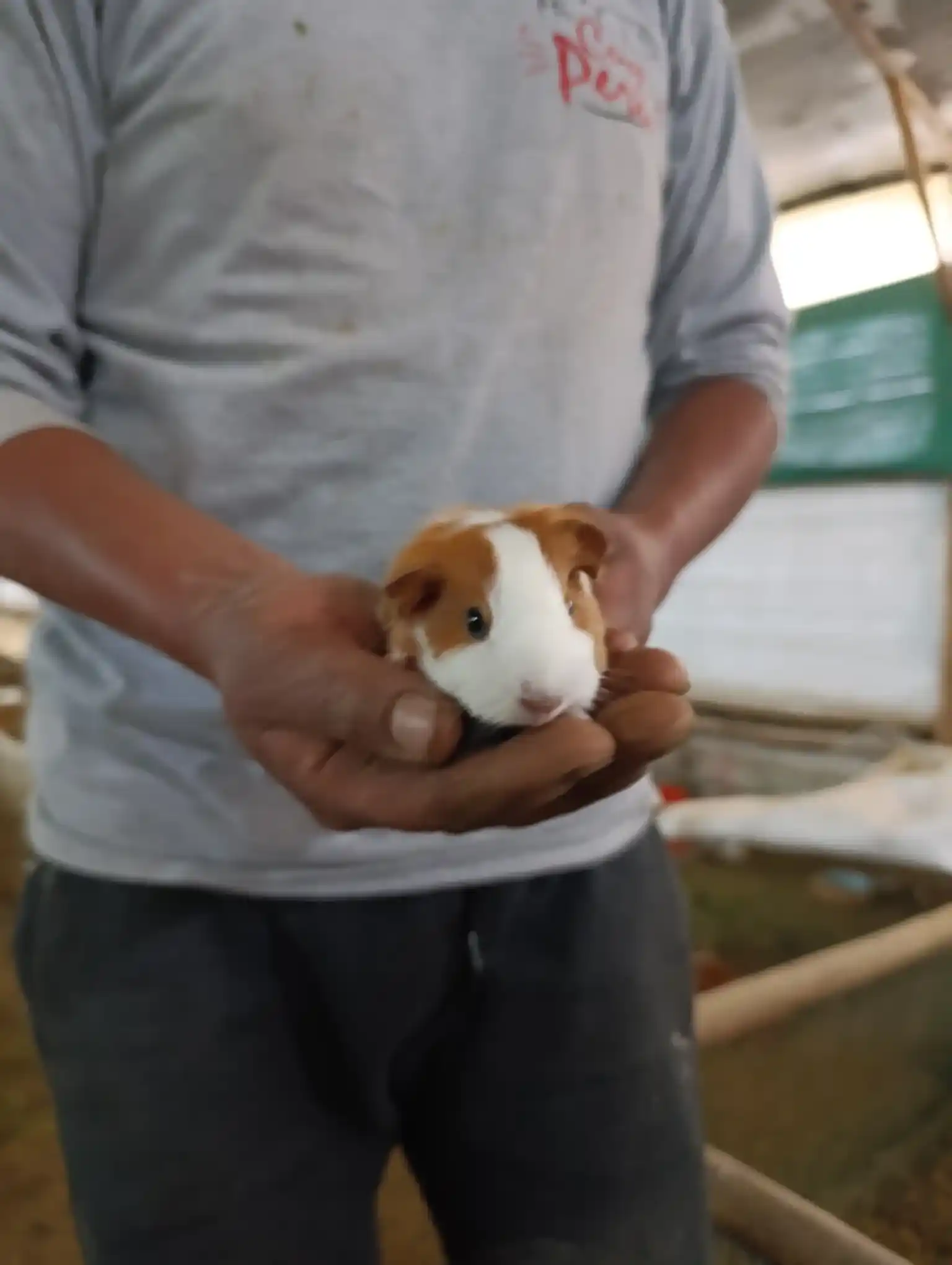Cuyes de Raza Perú;Aycamicuy