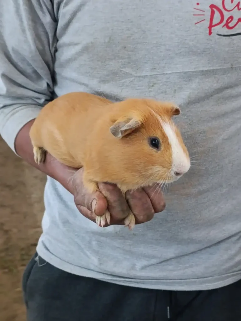 Cuyes de Raza Perú;Aycamicuy