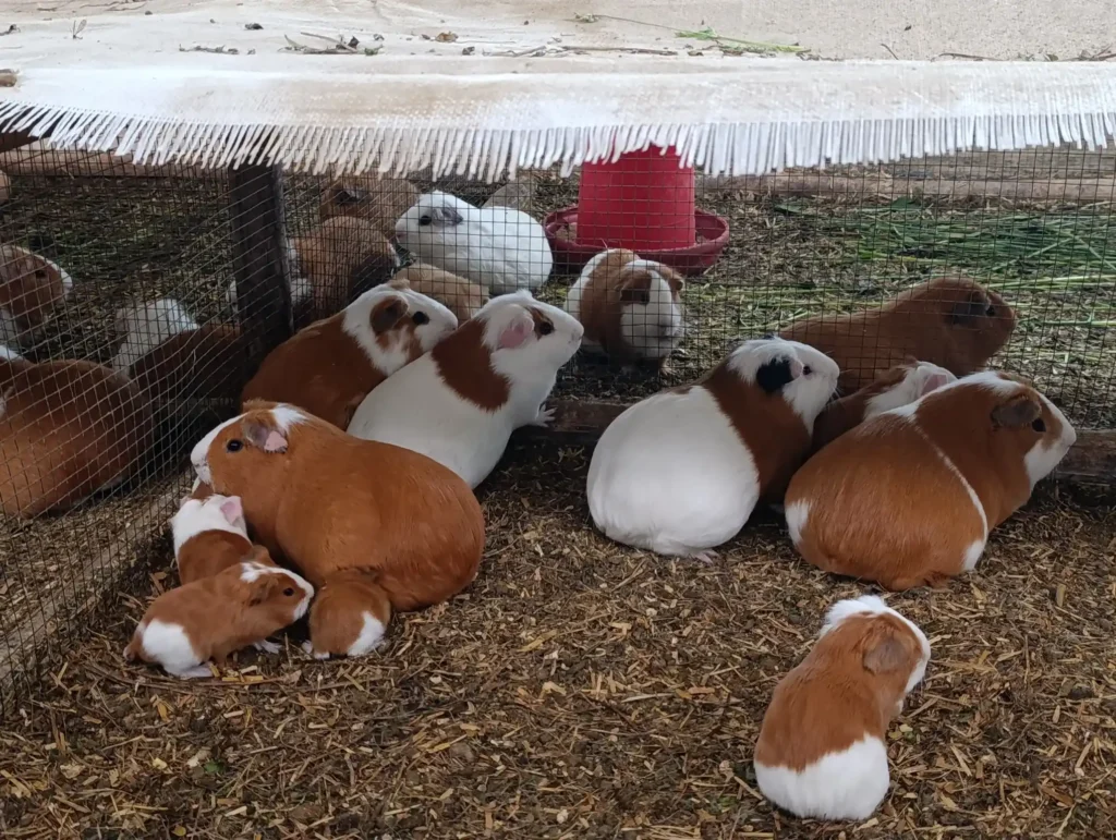 Cuyes de Raza Perú;Aycamicuy