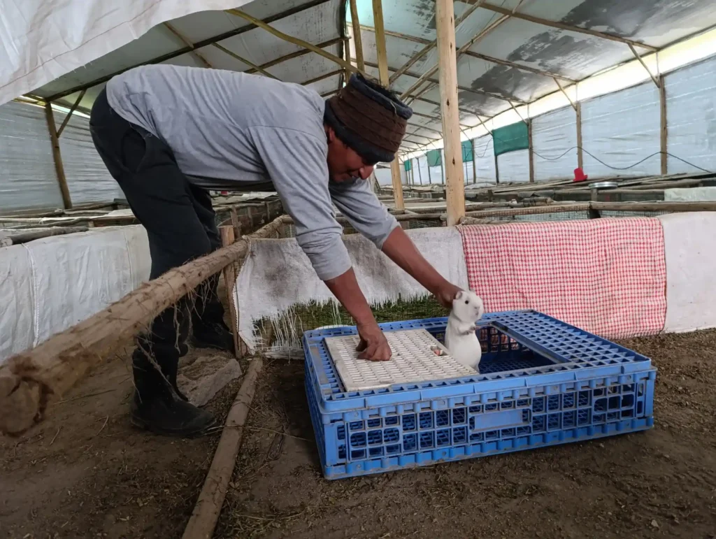 Cuyes de Raza Perú;Aycamicuy