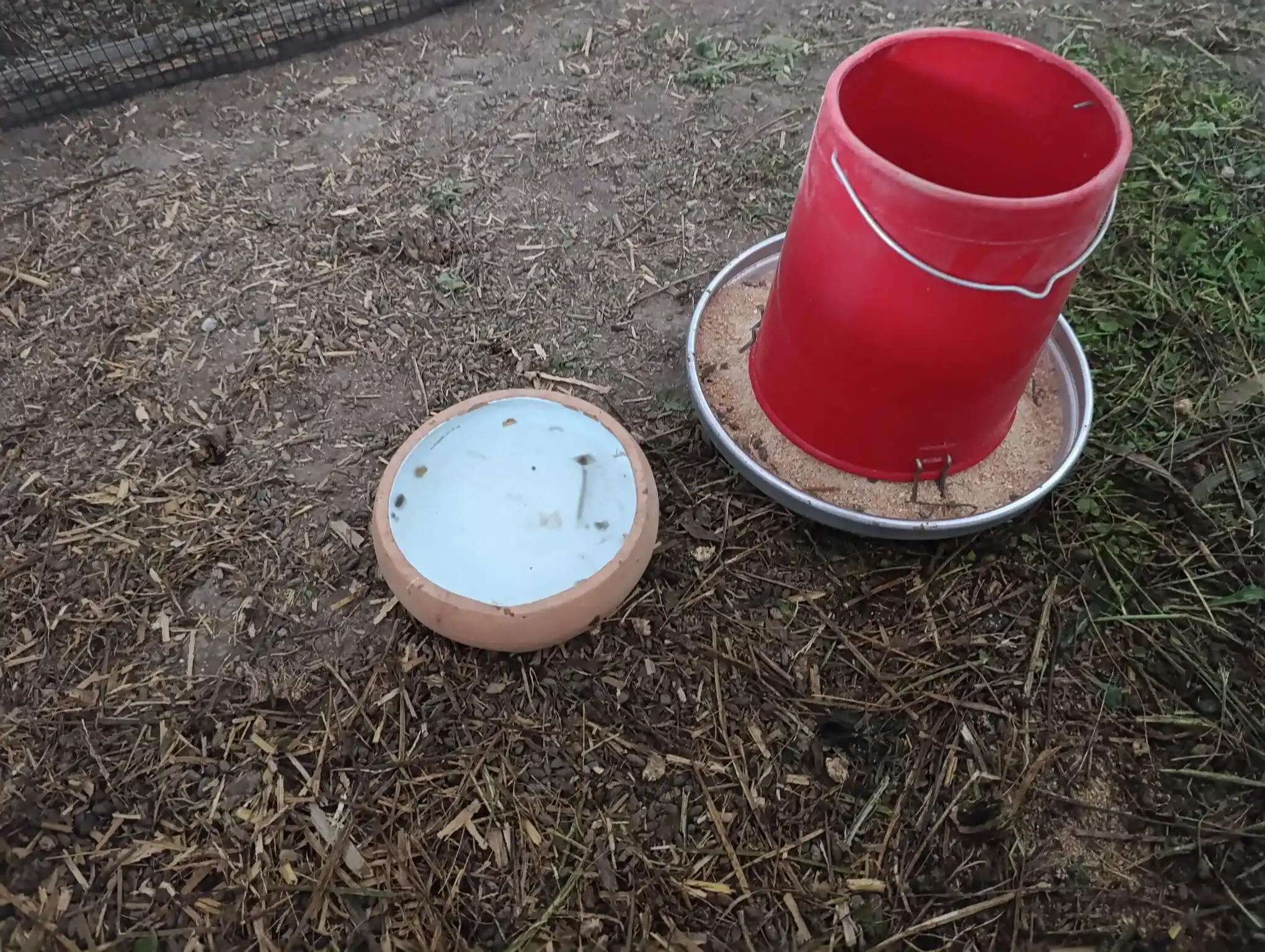 Cuyes de Raza Perú;Aycamicuy